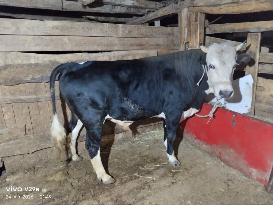 Бұқа стау бык на продажу