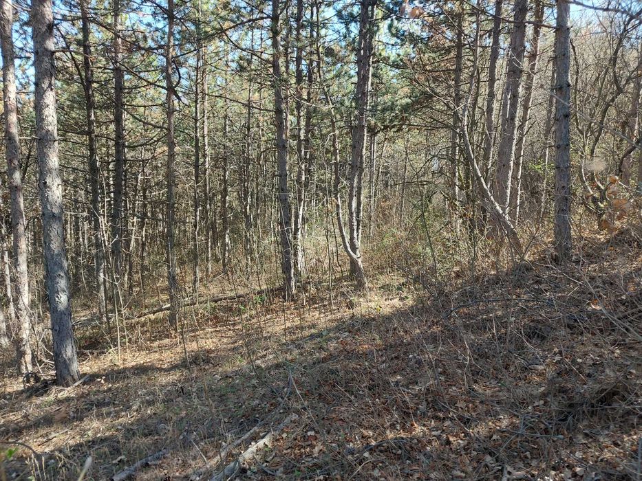 Продава се Парцел в с. Малка Верея, Област Стара Загора - 1333 кв.м за 4 €/кв.м - Снимка #4