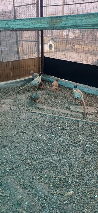 Fazani comuni masculi si femele de anul trecut