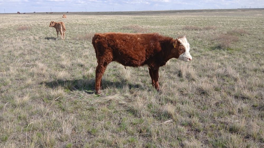 Продам бычков 12 голов