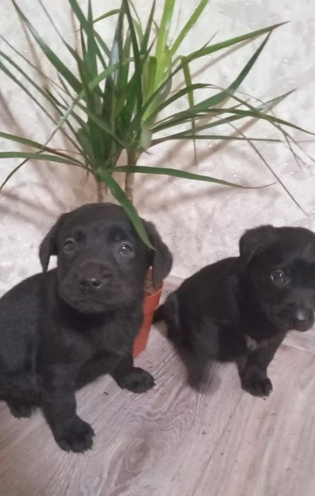 Продам щенков лаблодора 1месяц