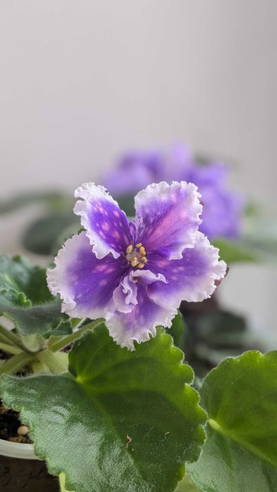 Фиалка (сенполия) Dn-Рiздво