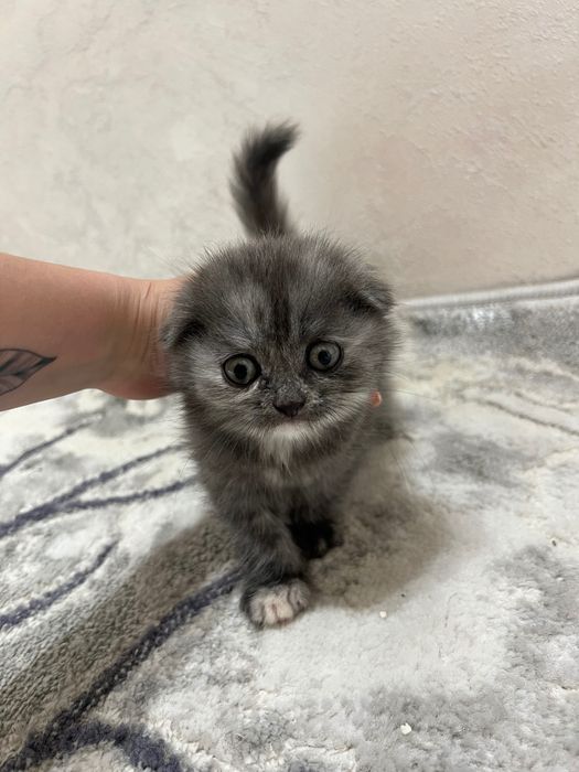 Чистокровные котята скоттиш фолд