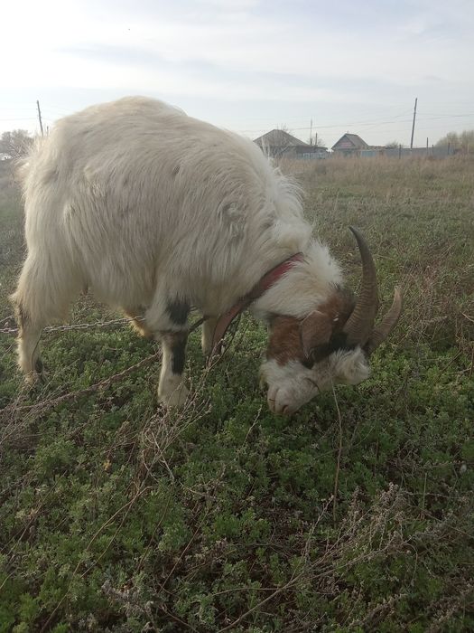 Коза  с козликом