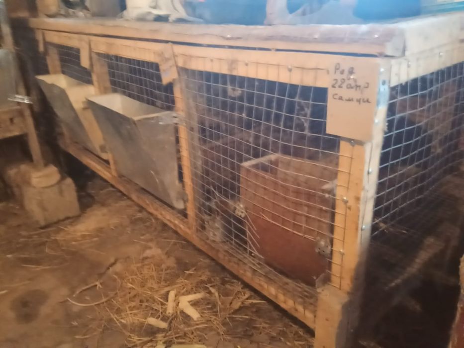 Клетки для кроликов