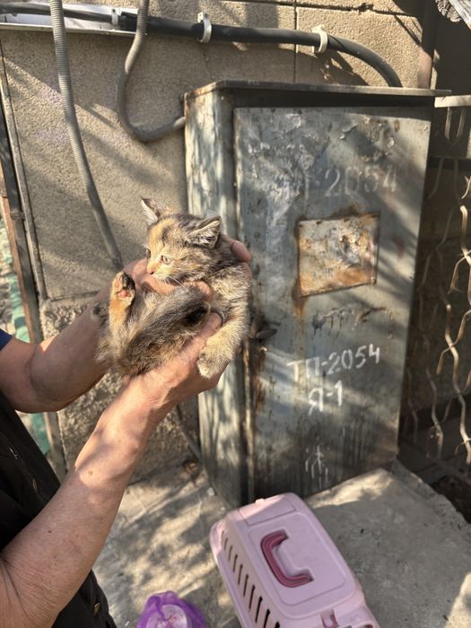 Котята в добрве руки