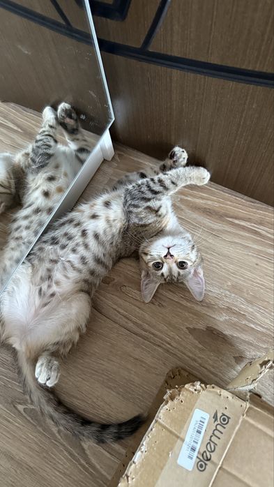 Кошечка в добрые руки