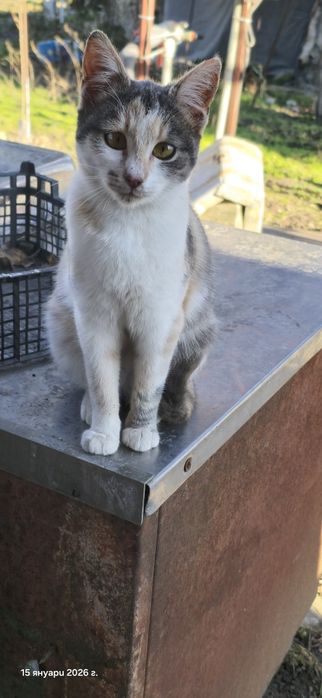 Котенца търсят дом