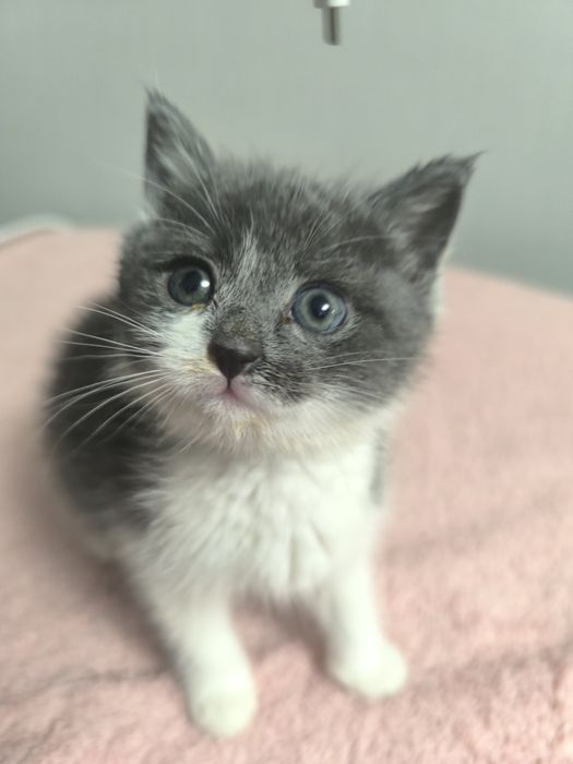 Котенок на пристройство