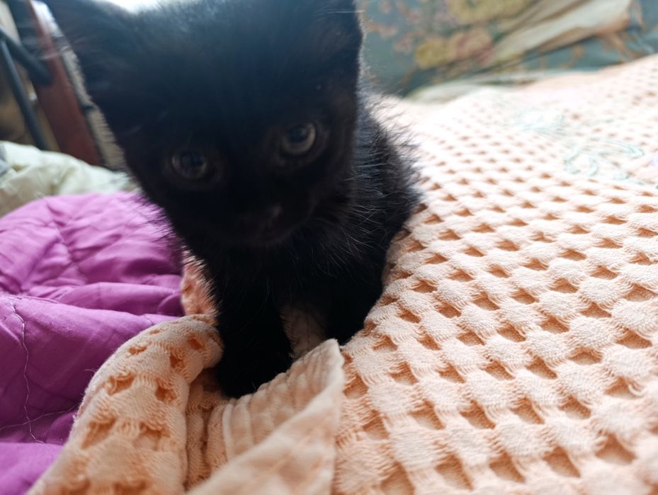 Отдам котенка в добрые руки