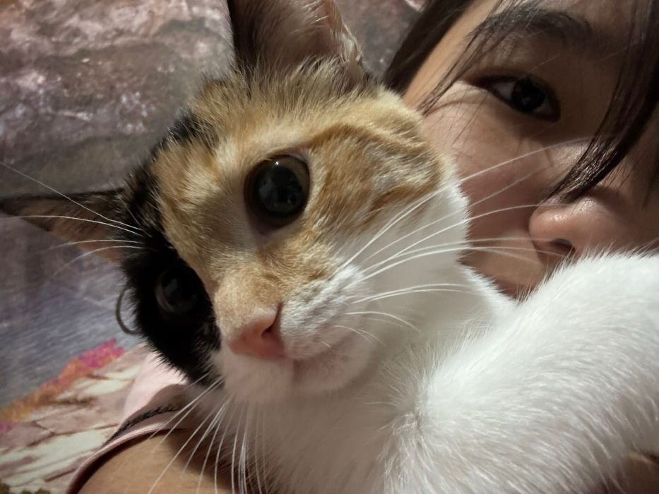 Әдемі мысық сатылады