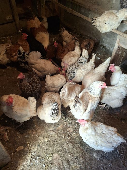 Свежие  звоните пишите