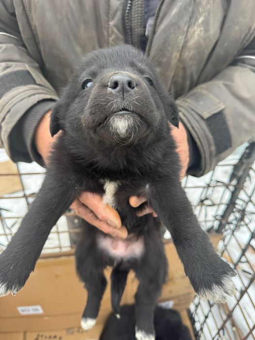 В добрые руки пристраиваются