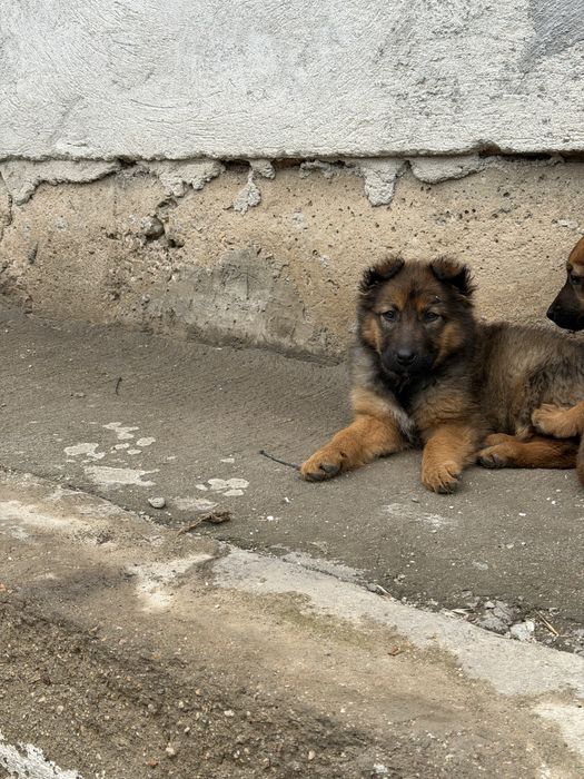 Белгийски овчарки