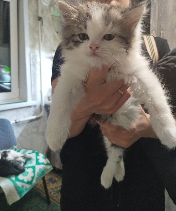 Котят бесплатно. Очень хорошие!