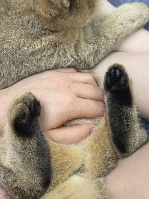 Золотистая шиншилла, кошка