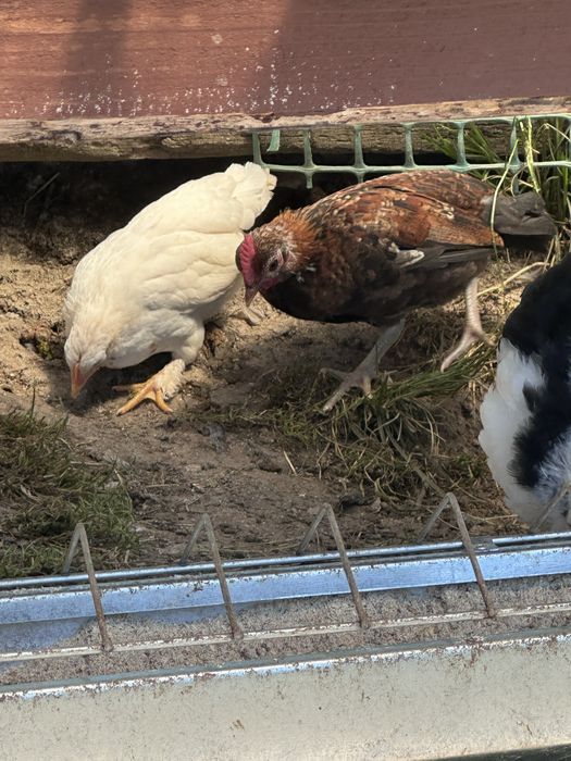 URGENT OFERTA 15 Pui de gaini americane pitice