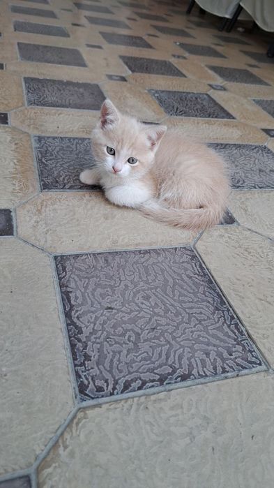 Shatlanka mushuk 2 oylik