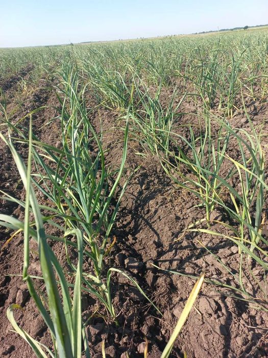 Usturoi Românesc, Recolta 2025, Natural