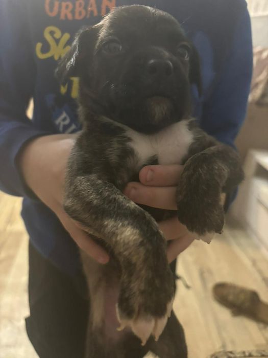 Отдам кутят бесплатно