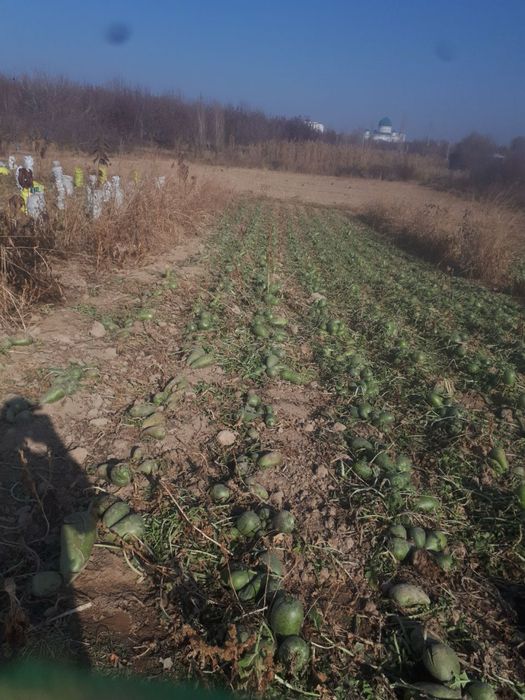 Turup Toshkent Nazarbek