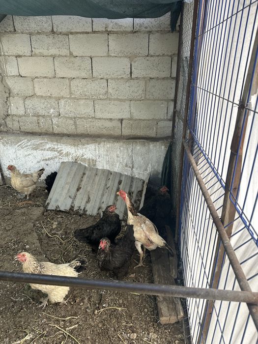 Tovuqlar sotiladi