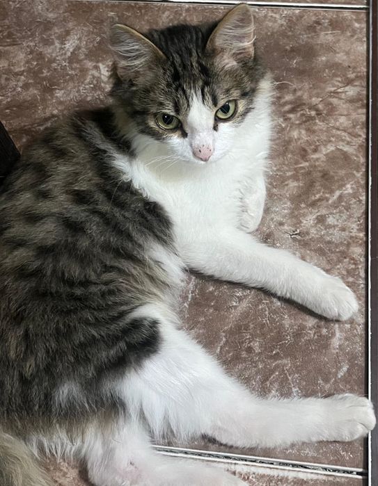 Паштет котик  обнимашкин малышка ищет дом