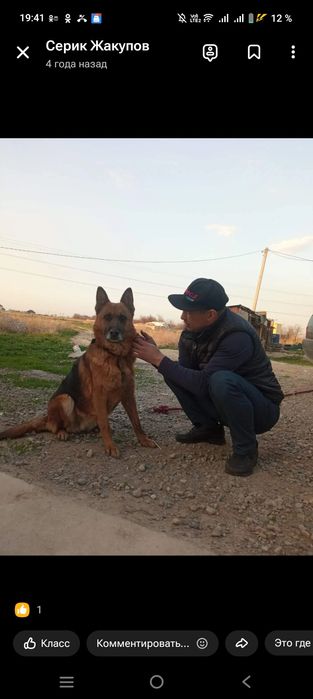 Щенки немецкой овчарки