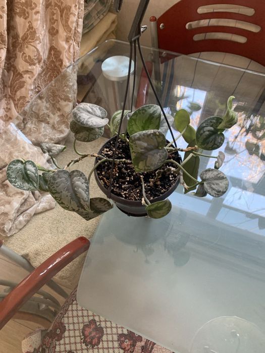 Сциндапсус Экзотика крупнолистный