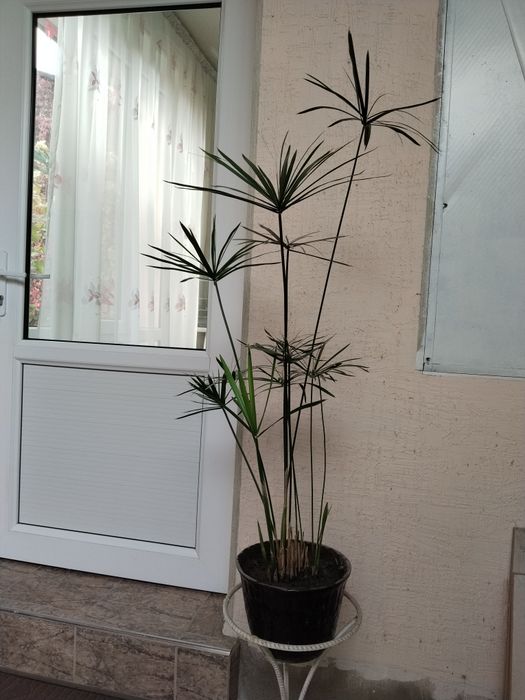Продается циперус