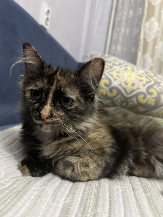 Отдам даром котенка девочку