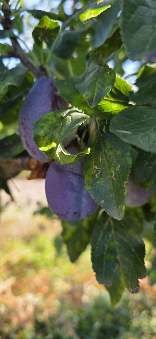 Prune pt palinca/tuica/rachiu