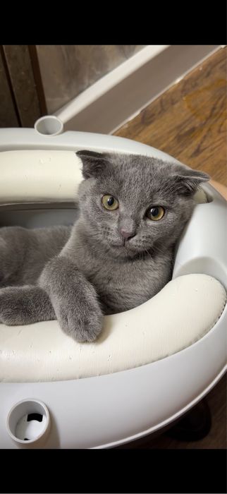 Продаю вислауху