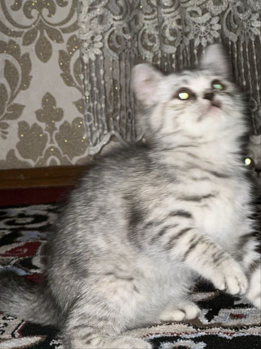 Mushukchalar, zotdor mushuk, mushuk bolachalari