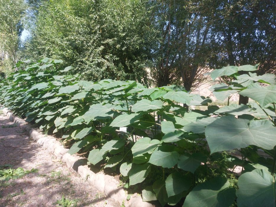 Павлония кучатлари