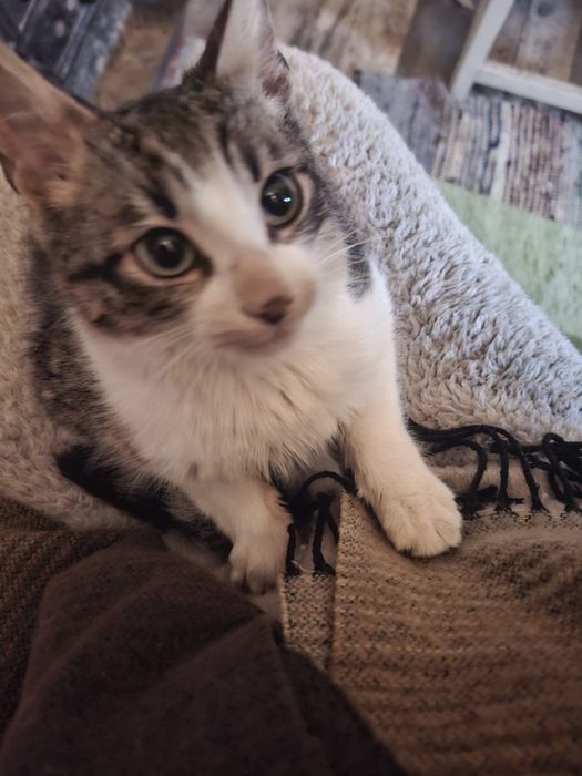 Donez  Pisicuta  4-5luni