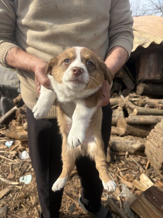 Donez pui catel metis beagle