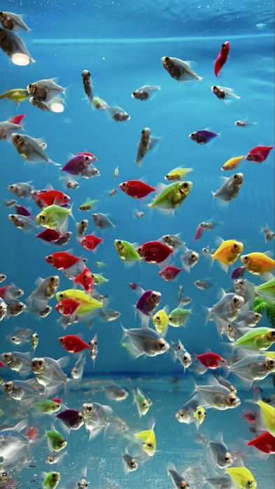 Аквариумные рыбки Тернеция и Анцитрус