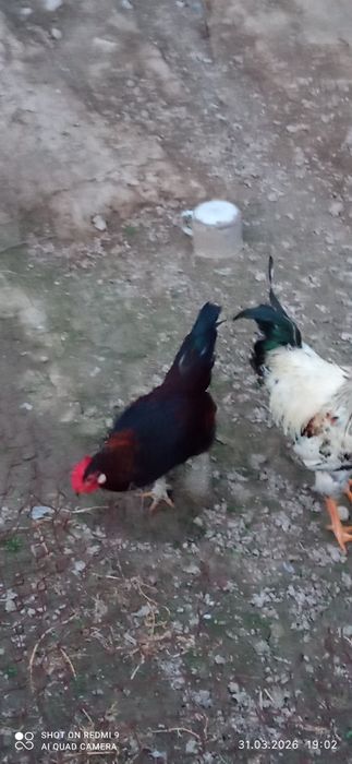 жужа хурозча сотилади