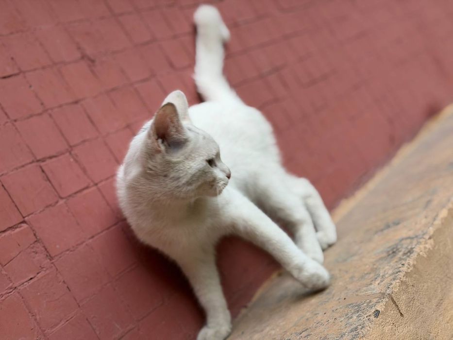 Отдадим котенка в хорошие руки