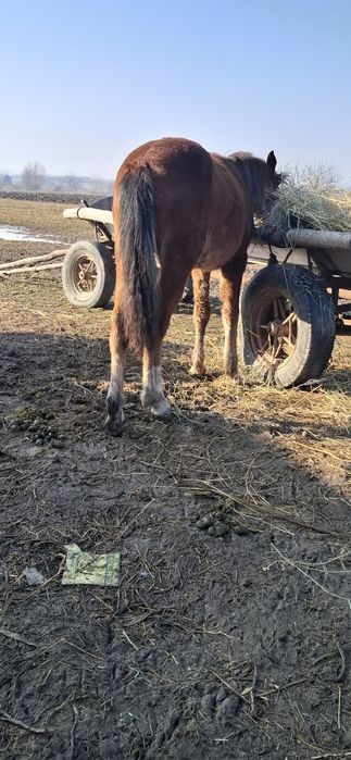 Dw vanzare manzuc de 6 luni din parinti buni