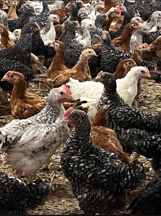 Rate,pui alb de carne/rasa mixta,bibilici,gaini,curcani.