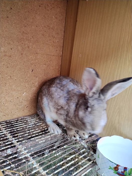 Заек женски бременен