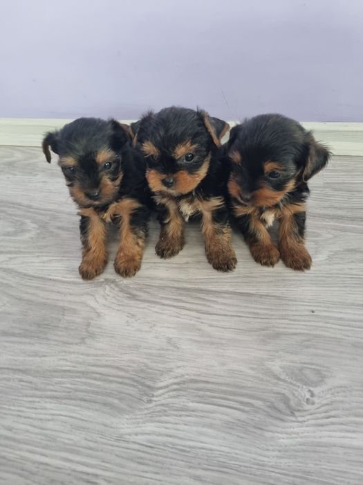 Йоркшир териери момчета.