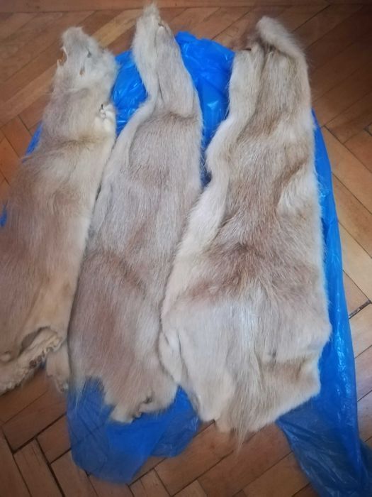 Blanite Nutrie intregi