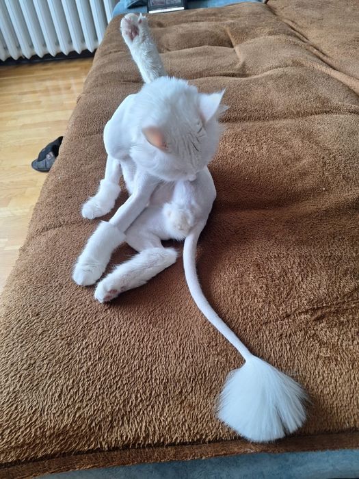 Ищем партнершу Для вязки!!!