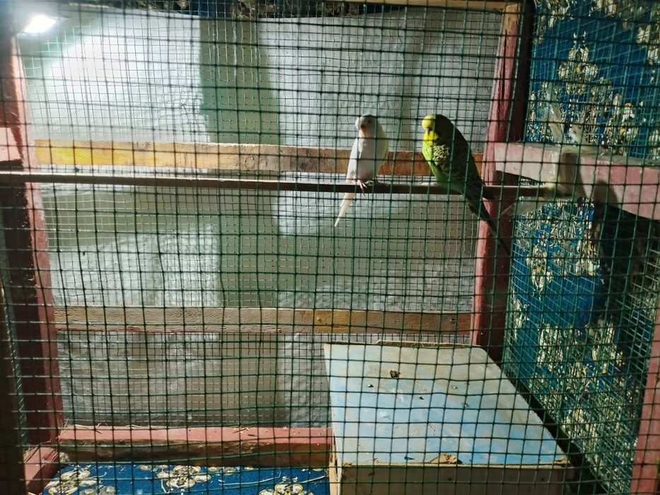 обмен или сатилади