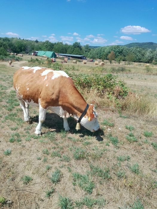 Vand vaca baltata