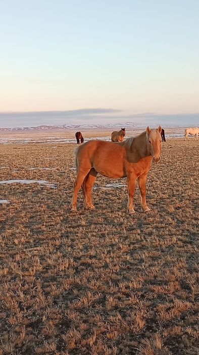 Айгыр 9 жасар