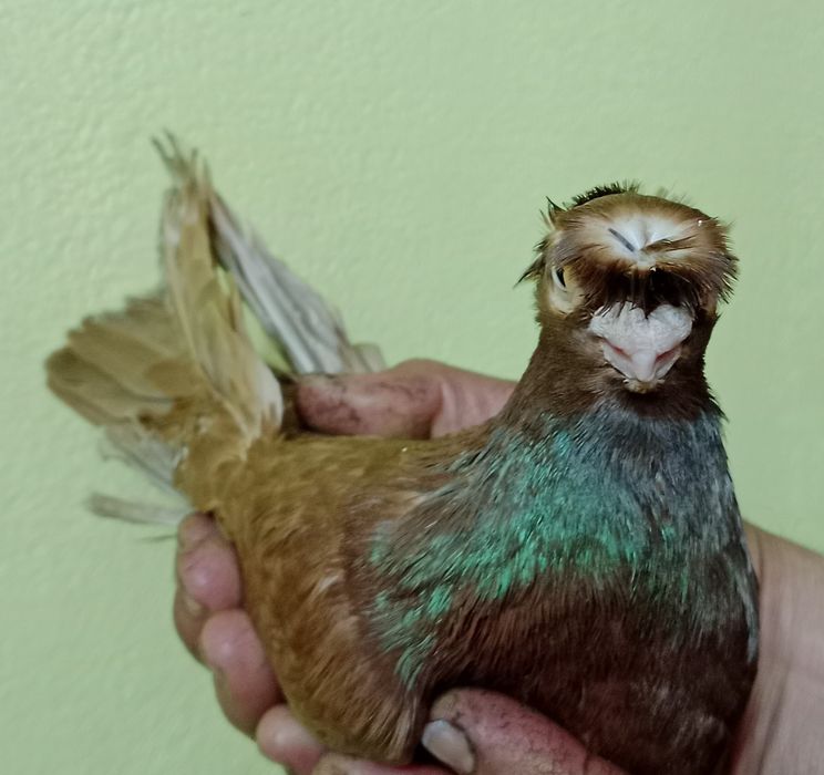 Продам малоносого самца